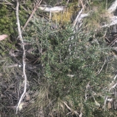 Grevillea diminuta at Cotter River, ACT - 6 Dec 2022 by Tapirlord
