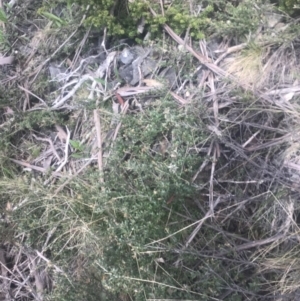 Grevillea diminuta at Cotter River, ACT - 6 Dec 2022