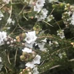 Epacris microphylla (Coral Heath) at Cotter River, ACT - 6 Dec 2022 by Tapirlord