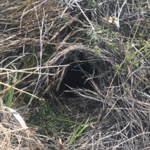 Mastacomys fuscus at Namadgi National Park - suppressed