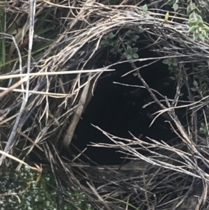 Mastacomys fuscus at Namadgi National Park - suppressed