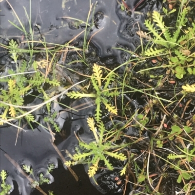 Cotula alpina (Alpine Cotula) at Cotter River, ACT - 6 Dec 2022 by Tapirlord