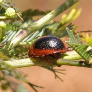 Dicranosterna immaculata at O'Connor, ACT - 23 Dec 2022 11:20 AM