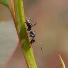 Camponotus sp. (genus) (A sugar ant) at O'Connor, ACT - 23 Dec 2022 by ConBoekel