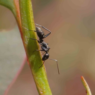 Camponotus sp. (genus) (A sugar ant) at O'Connor, ACT - 22 Dec 2022 by ConBoekel