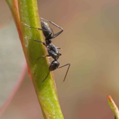 Camponotus sp. (genus) at O'Connor, ACT - 23 Dec 2022 10:46 AM