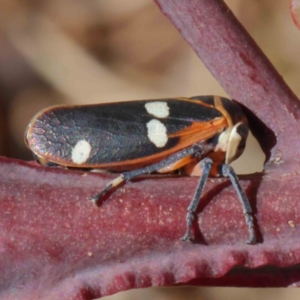 Eurymela distincta at O'Connor, ACT - 23 Dec 2022