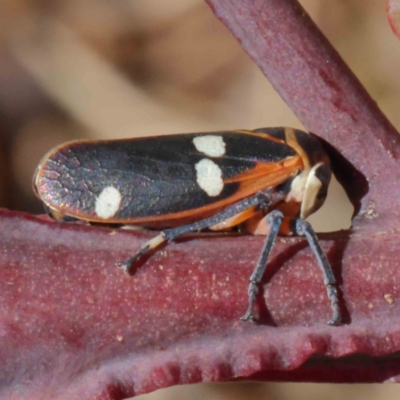 Eurymela distincta (Gumtree leafhopper) at O'Connor, ACT - 22 Dec 2022 by ConBoekel