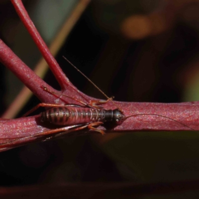 Torbia viridissima (Gum Leaf Katydid) at O'Connor, ACT - 23 Dec 2022 by ConBoekel