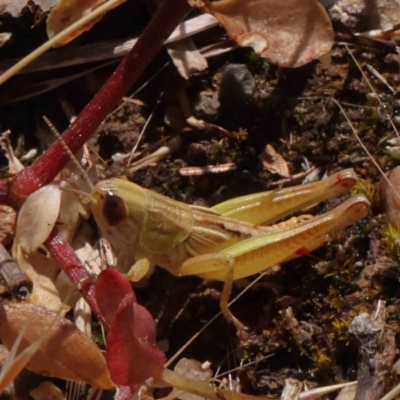 Brachyexarna lobipennis (Stripewinged meadow grasshopper) at O'Connor, ACT - 22 Dec 2022 by ConBoekel