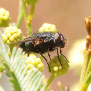 Tachinidae (family) at O'Connor, ACT - 23 Dec 2022 10:58 AM