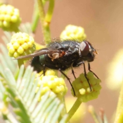 Tachinidae (family) at O'Connor, ACT - 23 Dec 2022 10:58 AM