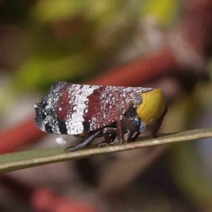 Platybrachys decemmacula (Green-faced gum hopper) at O'Connor, ACT - 23 Dec 2022 by ConBoekel