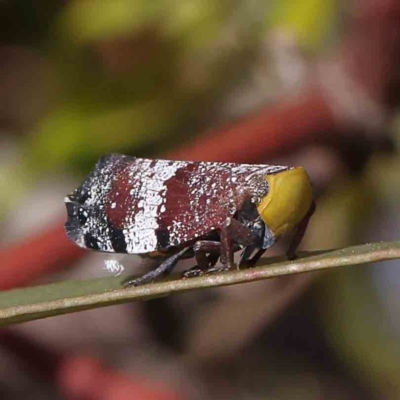 Platybrachys decemmacula (Green-faced gum hopper) at O'Connor, ACT - 23 Dec 2022 by ConBoekel