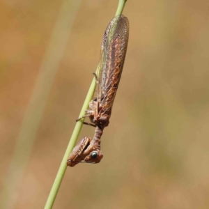 Mantispidae (family) at O'Connor, ACT - 23 Dec 2022