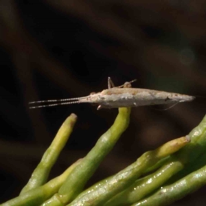 Plutella xylostella at O'Connor, ACT - 23 Dec 2022 10:31 AM