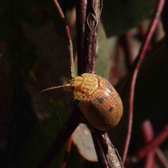 Paropsis atomaria (Eucalyptus leaf beetle) at O'Connor, ACT - 23 Dec 2022 by ConBoekel