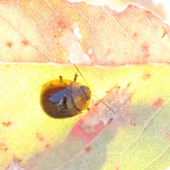 Paropsisterna cloelia (Eucalyptus variegated beetle) at O'Connor, ACT - 23 Dec 2022 by ConBoekel