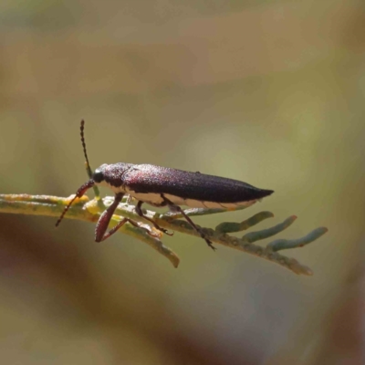 Rhinotia phoenicoptera (Belid weevil) at O'Connor, ACT - 23 Dec 2022 by ConBoekel