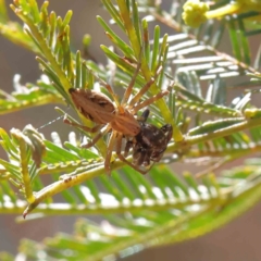 Oxyopes sp. (genus) (Lynx spider) at O'Connor, ACT - 23 Dec 2022 by ConBoekel