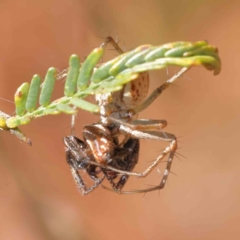 Oxyopes sp. (genus) at O'Connor, ACT - 23 Dec 2022 11:18 AM