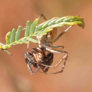 Oxyopes sp. (genus) at O'Connor, ACT - 23 Dec 2022 11:18 AM