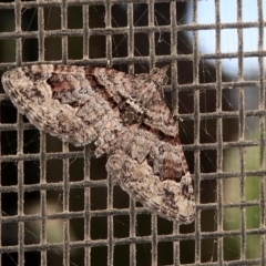 Phrissogonus laticostata (Apple looper moth) at Crooked Corner, NSW - 26 Dec 2022 by Milly