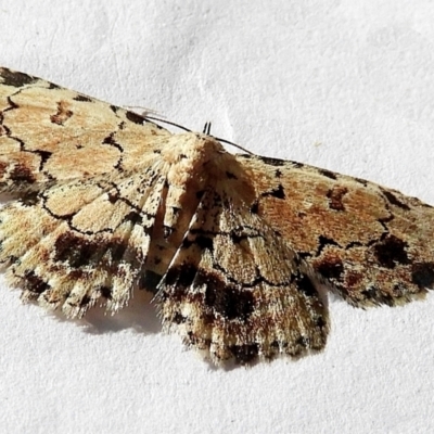 Sandava scitisignata (Fungi Snout, Hypeninae) at Crooked Corner, NSW - 26 Dec 2022 by Milly