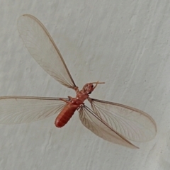 Neotermes sp. (genus) (A termite) at Crooked Corner, NSW - 26 Dec 2022 by Milly