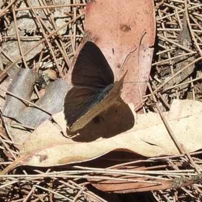 Erina hyacinthina (Varied Dusky-blue) at Mittagong, NSW - 14 Dec 2022 by GlossyGal