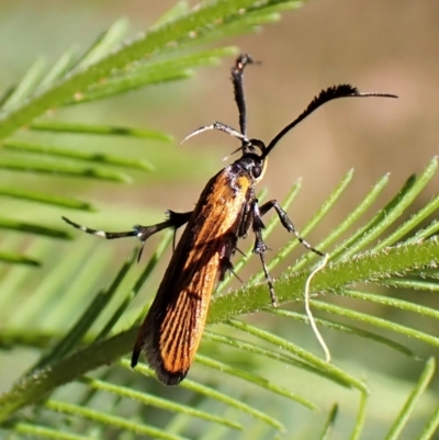 Snellenia lineata (Lycid-mimicking Moth) at Molonglo Valley, ACT - 27 Dec 2022 by CathB