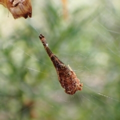 Arachnura higginsi (Scorpion-tailed Spider) at Molonglo Valley, ACT - 27 Dec 2022 by CathB