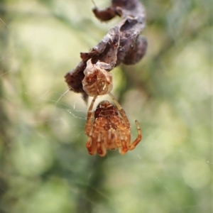 Arachnura higginsi at Molonglo Valley, ACT - 27 Dec 2022