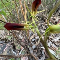 Cryptostylis subulata at Katoomba, NSW - 25 Dec 2022