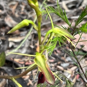 Cryptostylis subulata at Katoomba, NSW - 25 Dec 2022