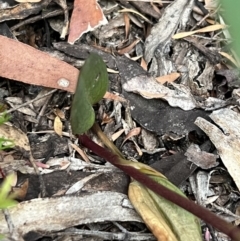 Cryptostylis subulata at Katoomba, NSW - 25 Dec 2022