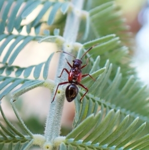 Rhyparochromidae (family) at Molonglo Valley, ACT - 26 Dec 2022