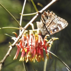 Ogyris amaryllis (Satin Azure) at Paddys River, ACT - 27 Dec 2022 by HelenCross