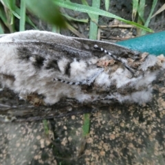 Lepidoptera unclassified ADULT moth (Unidentified - Moth) at Charleys Forest, NSW - 2 Feb 2022 by arjay