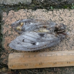 Lepidoptera unclassified ADULT moth at Charleys Forest, NSW - suppressed