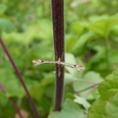 Sinpunctiptilia emissalis (Speedwell Pterror) at Mongarlowe River - 20 Oct 2022 by arjay