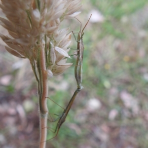 Mutusca brevicornis at Kambah, ACT - 26 Dec 2022