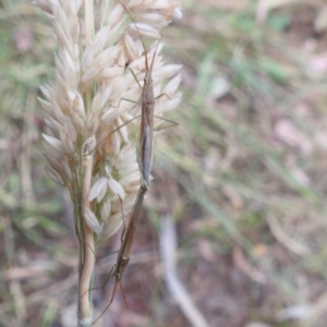 Mutusca brevicornis at Kambah, ACT - 26 Dec 2022