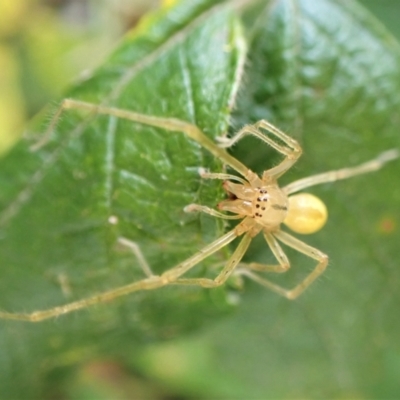 Cheiracanthium sp. (genus) (Unidentified Slender Sac Spider) at Aranda Bushland - 26 Dec 2022 by CathB