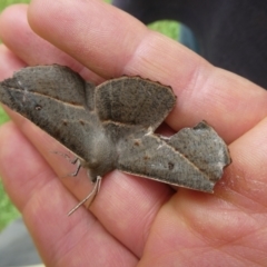 Phallaria ophiusaria (Large Leaf Moth) at Charleys Forest, NSW - 19 Feb 2022 by arjay