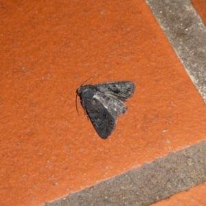 Pataeta carbo at Charleys Forest, NSW - suppressed