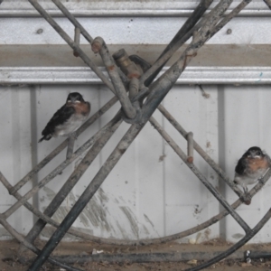 Hirundo neoxena at Kambah, ACT - 26 Dec 2022