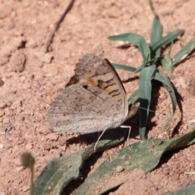 Junonia villida (Meadow Argus) at Hughes, ACT - 27 Dec 2022 by LisaH