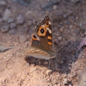 Junonia villida at Hughes, ACT - 27 Dec 2022