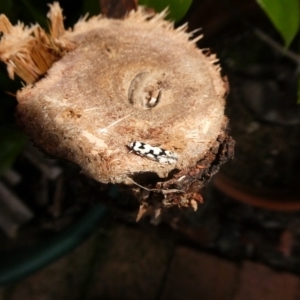 Lichenaula calligrapha at Charleys Forest, NSW - 24 Jan 2022